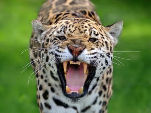 Rüyada Jaguar Görmek