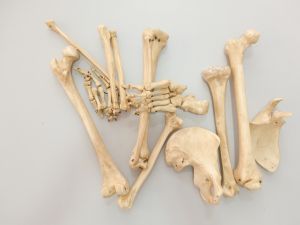 Rüyada Kemik Görmek