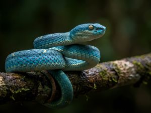 Rüyada Mavi Yılan Görmek