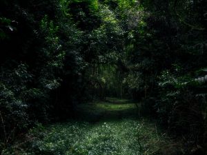 Rüyada Orman Görmek