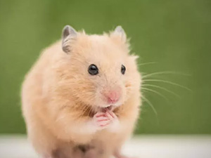 Rüyada Hamster Görmek